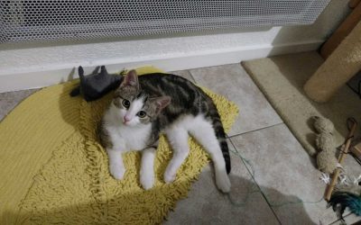 Chats adultes – Luna, 5 ans