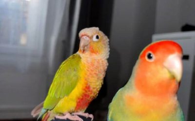Oiseau à l’adoption – Kiwi, 2 ans