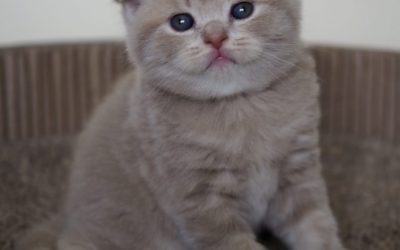 Chatons – Bella, 1 mois