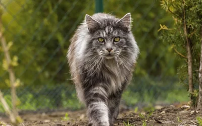 Chats de race – Chérie, 4 ans