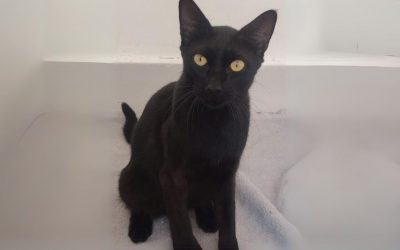 Bella et sa Nouvelle Vie