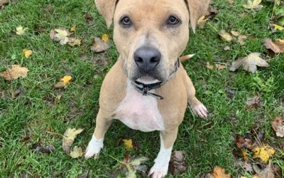 Chiens à l’adoption – Molly, 5 ans