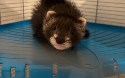 Furet à l’adoption – Pépito, 1 an