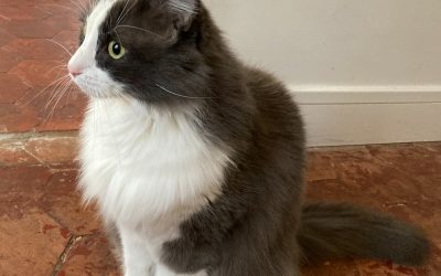 Chats de race – Félix, 3 ans