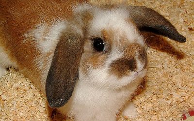Lapins Nains – Trixie, 8 mois