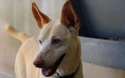 Chiens à l’adoption – Bella, 6 ans