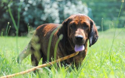 Chiens de Grande Taille à l’adoption – Bruno, 6 ans