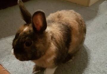 Lapins Nains – Nino, 1 an