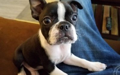 Chiens à l’adoption – Chipie, 3 ans