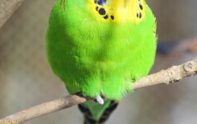 Perruche ondulée à l’adoption – Rio et Zazu, 1 an