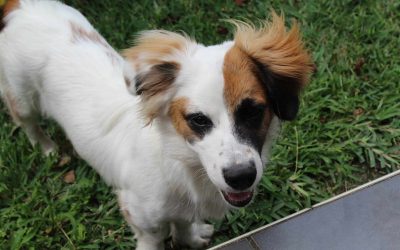 Chiens à l’adoption – Lulu, 4 ans
