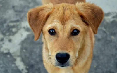 Chiens à l’adoption – Max, 3 ans