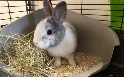 Lapins Nains – Biscotte, 2 ans