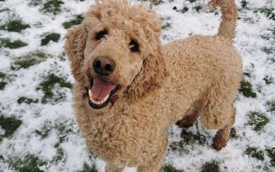 Chiens à l’adoption – Daisy, 3 ans