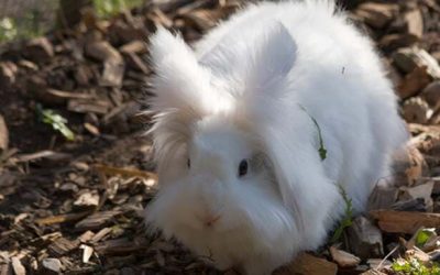 Lapins à Poil Long – Peluche, 1 an