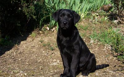 Chien à l’Adoption – Rocky, Labrador de 2 ans