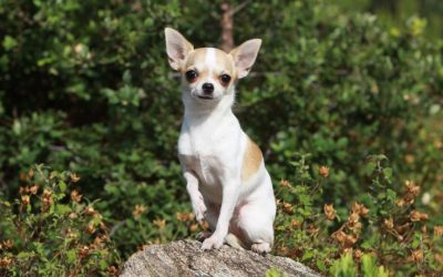 Chiens de petite taille – Milo, 2 ans