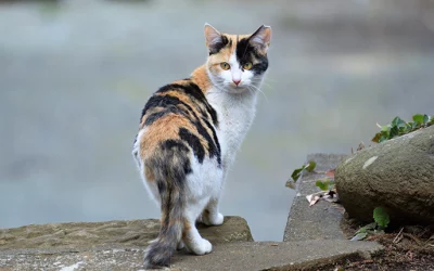 Chatons – Simba, 3 mois