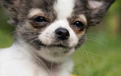 Chiens à l’adoption – Toby, 2 ans