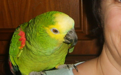 Oiseau à l’adoption – Coco, 3 ans