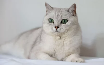 Chats adultes – Gracieuse, 5 ans