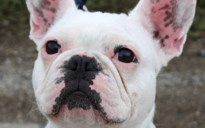 Chiens à l’adoption – Bobby, 2 ans