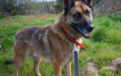 Chiens à l’adoption – Rex, 4 ans
