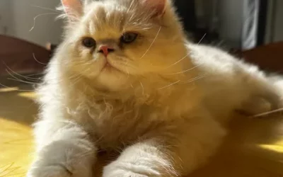 Chat Persan à l’Adoption – Bella, 5 ans