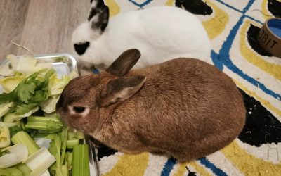 Lapins Nains – Choco, 2 ans