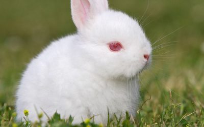 Lapins Nains – Flocon, 1 an