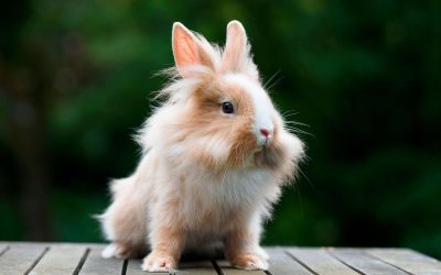 Lapins à Poil Long – Moka, 1 an