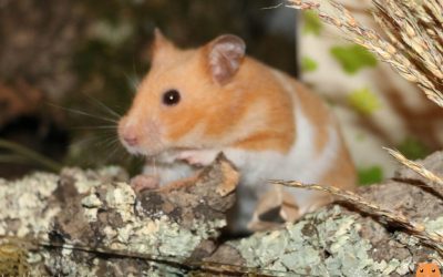 Hamster à l’adoption – Nougat, 8 mois