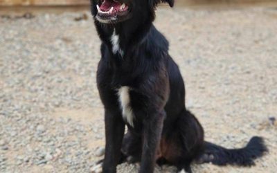 Chiens à l’adoption – Luna, 4 ans