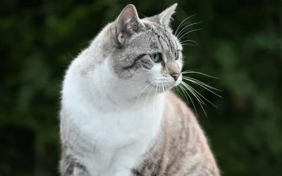 Adoption d’un Chat Européen – Minou, 3 ans