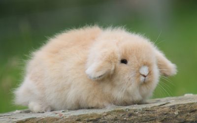 Lapin à Poil Long à l’adoption – Snow, 3 ans