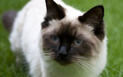 Chats de race – Léon, 5 ans