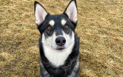 Chiens Mixtes à l’adoption – Rocky, 5 ans