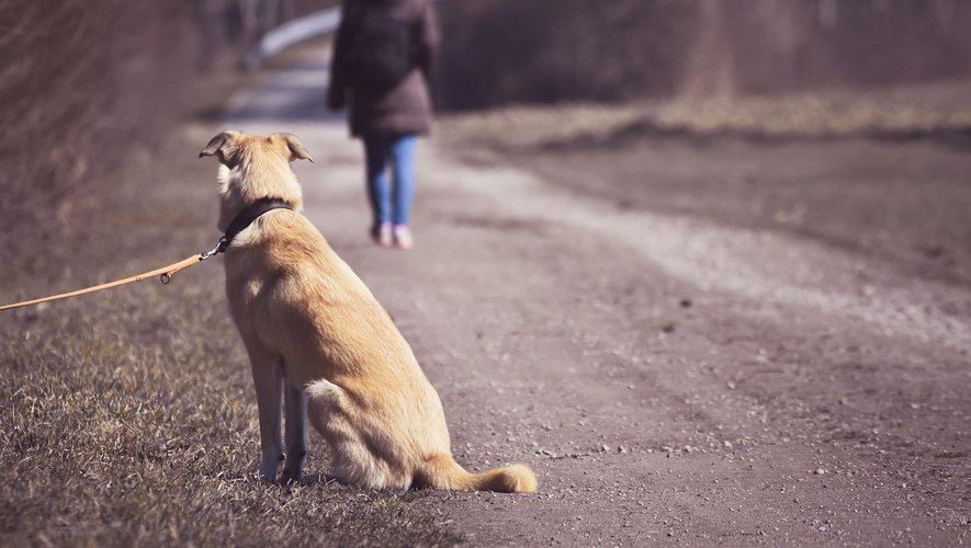 Bella, la petite chienne au grand cœur