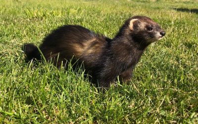 Furet à l’adoption – Flash, 2 ans