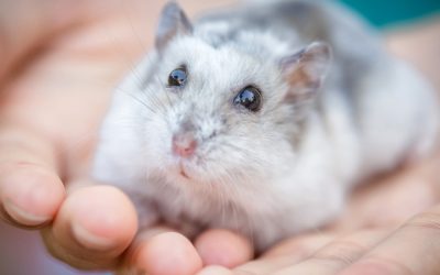 Hamster à l’adoption – Framboise, 6 mois