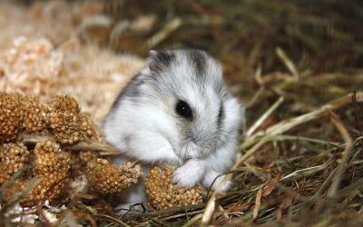 Hamster à l’adoption – Kiwi, 7 mois
