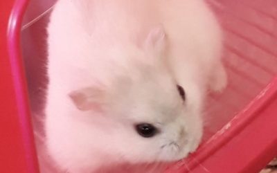 Hamster à l’adoption – Praliné, 9 mois