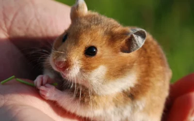 Hamster à l’adoption – Caramel, 1 an