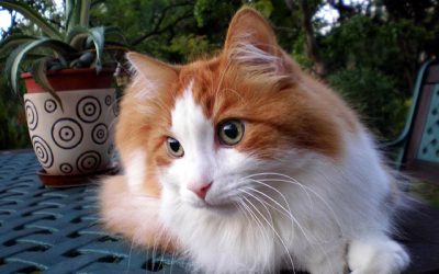 Chats adultes – Oscar, 6 ans