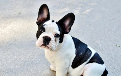 Chiens – Oscar, 4 ans
