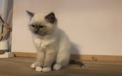 Chatons – Simba, 2 mois
