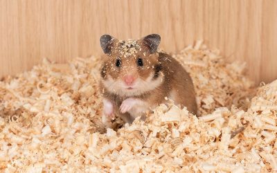 Hamster à l’adoption – Pistache, 7 mois