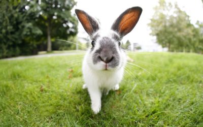 Lapin de Grande Taille à l’adoption – Max, 4 ans