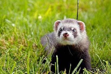 Furet à l’adoption – Chacha, 2 ans