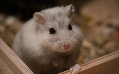 Hamster à l’adoption – Câlin, 1 an